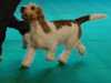 grand-basset-griffon-vendeen results