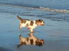 grand-basset-griffon-vendeen clubs