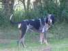 grand-bleu-de-gascogne breeders