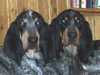 grand-bleu-de-gascogne owners