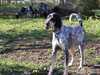 grand-bleu-de-gascogne stud-dogs