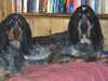 grand-bleu-de-gascogne puppies