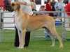 great dane