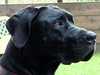 great-dane breeders