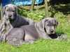 great-dane owners