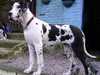 great-dane stud-dogs