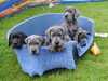 great-dane puppies