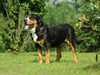 great swiss mountain dog