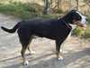 great-swiss-mountain-dog breeders
