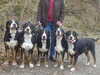 great-swiss-mountain-dog owners