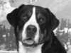 great-swiss-mountain-dog stud-dogs