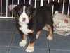 great-swiss-mountain-dog puppies