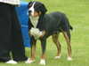 great-swiss-mountain-dog results