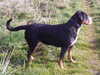 great-swiss-mountain-dog clubs