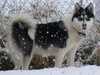 greenland dog