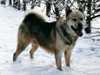 greenland-dog breeders