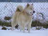 greenland-dog owners