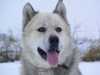 greenland-dog stud-dogs