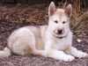 greenland-dog puppies