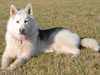 greenland-dog results