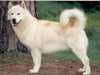 greenland-dog clubs
