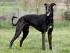 greyhound