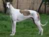 greyhound breeders