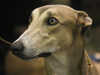 greyhound owners