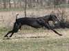 greyhound stud-dogs