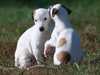 greyhound puppies