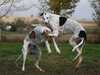 greyhound clubs