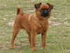 griffon-bruxellois breeders