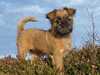 griffon-bruxellois stud-dogs