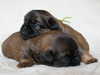 griffon-bruxellois puppies