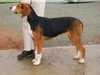 hamiltonstovare breeders