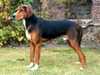 hamiltonstovare stud-dogs