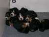 hamiltonstovare puppies