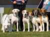 harrier stud-dogs