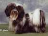 havanese breeders