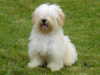 havanese owners
