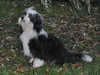 havanese stud-dogs
