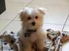 havanese puppies