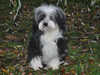 havanese results