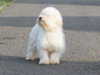 havanese clubs