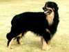 hovawart breeders
