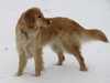hovawart stud-dogs