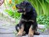 hovawart puppies