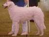 hungarian kuvasz