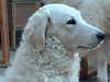 hungarian-kuvasz stud-dogs