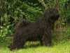 hungarian puli